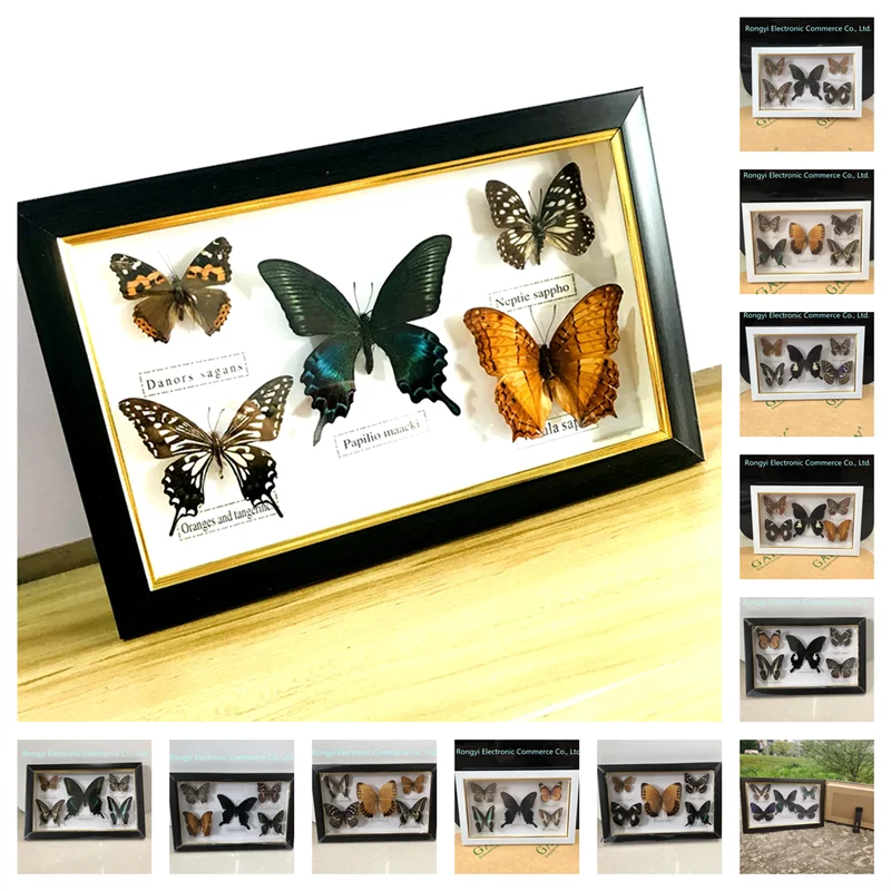 Güzel kelebek gerçek numune eğitim materyali koleksiyonu / kelebek numune fotoğraf çerçevesi sanat malzemesi dekorasyon